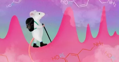 UC San Diego researchers and their colleagues have discovered that spontaneous impulses of dopamine, the neurological messenger known as the brain's "feel good" chemical, occur in the brains of mice. CREDIT: Julia Kuhl