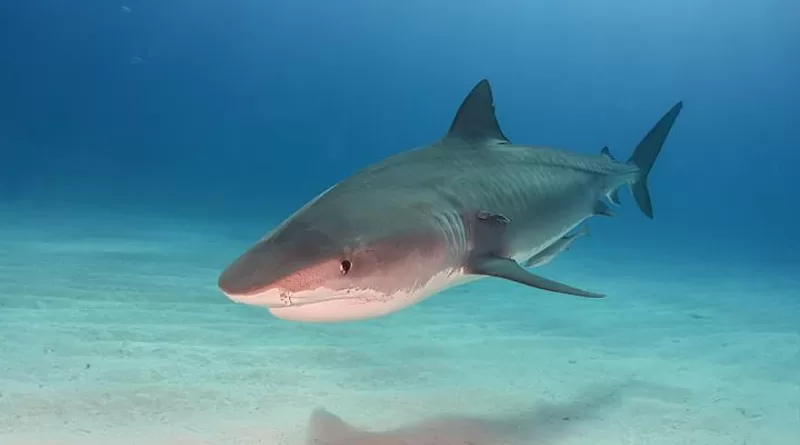 Tiger Shark At Tigerbeach Bahamas. Photo Credit: Marion Kraschl, Wikimedia Commons