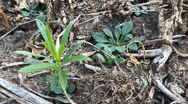 Upright (left) and rosette (right) type horseweed plants emerging simultaneously in a field in Michigan during mid-summer. CREDIT: Photo by John A. Schramski