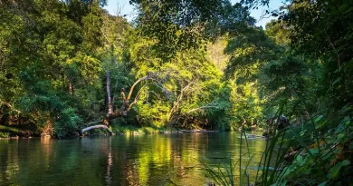 Rainforest River Water Nature Flow Jungle