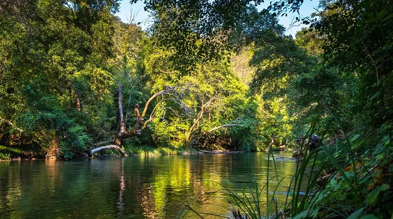 Rainforest River Water Nature Flow Jungle
