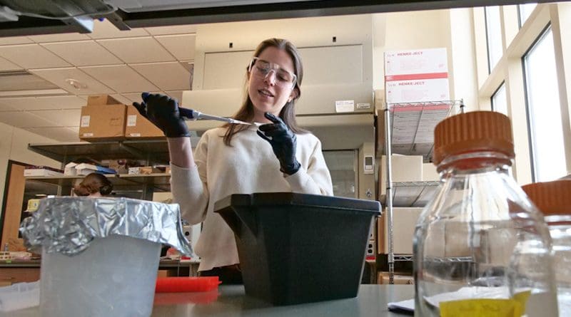 Irene Francino Urdaniz works on her spike protein research. CREDIT: University of Colorado Boulder