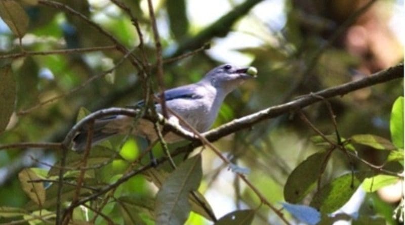 A study conducted at the University of São Paulo and published in Science correlates birds and plants in seed dispersal networks (Thraupis sayaca) CREDIT: Rodrigo Gusmão