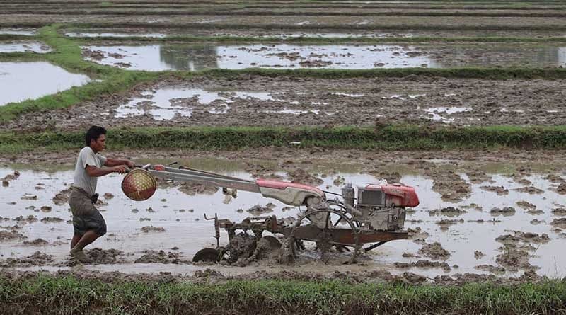 A farmer in Arakan State, Myanmar. Photo Credit: DMG