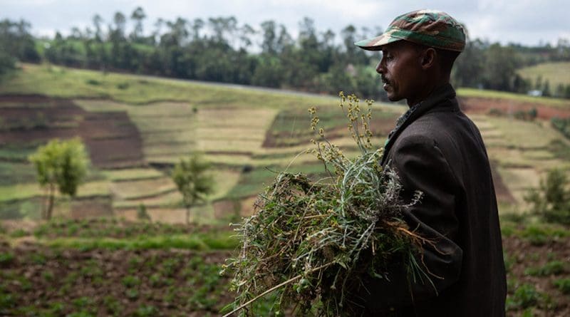 Violent conflicts are behind increased hunger in sub-Saharan Africa says a new study. Here, a farmer carries forage for his mule in southwestern Ethiopia. Further north in the country, starvation spread this year in the face of civil war. CREDIT: Jacquelyn Turner, International Research Institute for Climate and Society