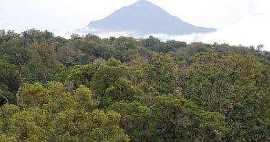 Montane forest in Cameroon CREDIT: Jiri Dolezal