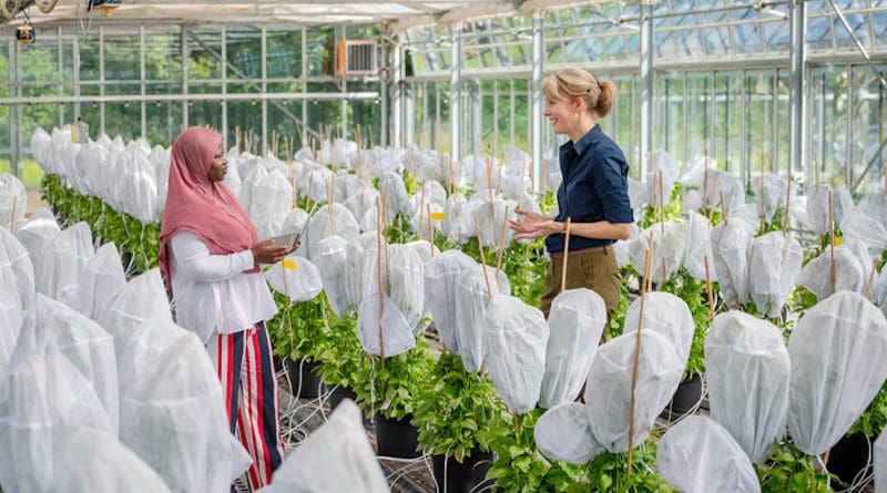 Prof. Brigitte Poppenberger (r.) and her doctoral student, Adebimpe Adedeji-Badmus, surrounded by Ebolo plants in a greenhouse of the TUM School of Life Sciences. CREDIT: A. Heddergott / TUM