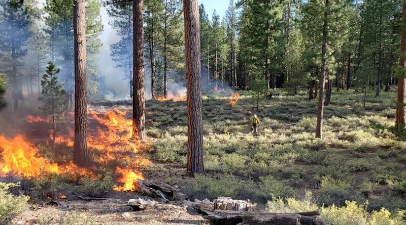 Prescribed burns are an important part of wildfire management. CREDIT: Photo by Jason Pettigrew. Oregon Department of Forestry.