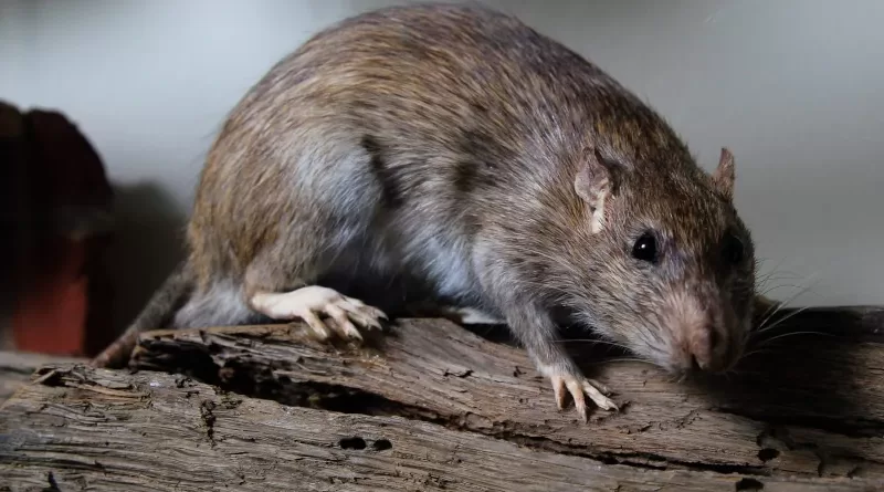 In Europe, the rats alone have caused damage in the amount of around 5.5 billion Euros during the period from 1960 to 2020. Photo: Senckenberg/G. Daley
