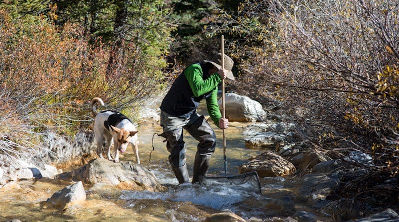 Nate Rock, accompanied by his dog Nita, collects aquatic insects from the Snake River during a 2015 field trip for a CU Boulder course on stream ecology taught by Diane McKnight. These samples are considered a "bioassessment," which use insect diversity and abundance to characterize habitat quality, pollution tolerance, and are also later analyzed by a lab to measure metals present in their biomass. CREDIT: Stephen Cardinale