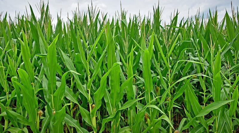 New research shows the interactions of crop insurance, climate change and corn yield risk. CREDIT: NC State University