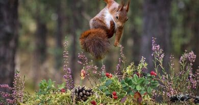 Squirrel Jumping Flowers Rodent Animal Mammal