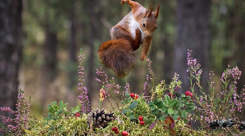 Squirrel Jumping Flowers Rodent Animal Mammal