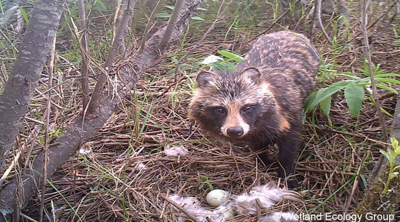 A raccoon dog destroying an artificial mallard nest on the shore of a Finnish lake that is part of a wetland birdlife conservation programme. CREDIT: Wetland ecology group, University of Helsinki