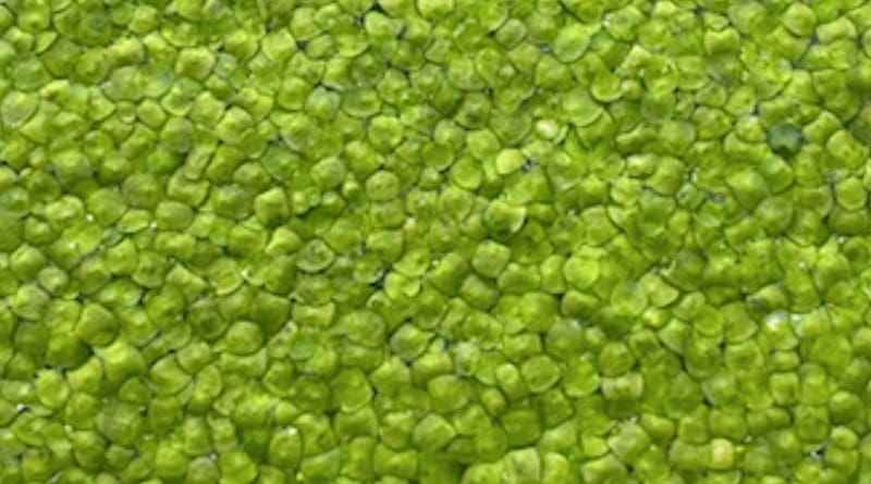 Duckweed, a tiny freshwater floating plant, is an excellent laboratory model for scientists to discover new strategies for growing hardier and more sustainable crops in an age of climate change and global population boom, a Rutgers-led study finds. CREDIT: Rutgers University
