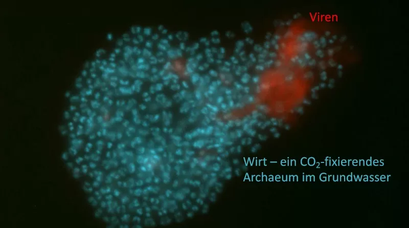 Viren und ihr Wirt, ein CO2 fixierendes Archaeum (c) V. Turzynski/L. Griesdorn/A. Probst
