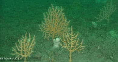 By 2013 - five years after the designation of the Marine Protected Area - the seabed had seen the return of pink sea fans and ross coral, while fish and shellfish stocks had significantly recovered CREDIT: University of Plymouth