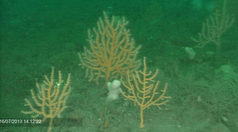 By 2013 - five years after the designation of the Marine Protected Area - the seabed had seen the return of pink sea fans and ross coral, while fish and shellfish stocks had significantly recovered CREDIT: University of Plymouth