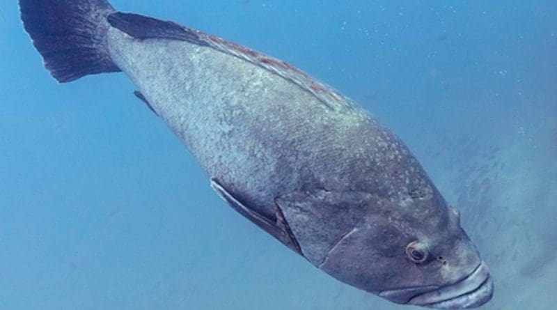 Study shows the replacement of large species by others that are less valuable commercially, and 37 species were considered overfished (Dusky grouper Epinephelus marginatus. ) CREDIT: Diego Delso/Wikimedia Commons
