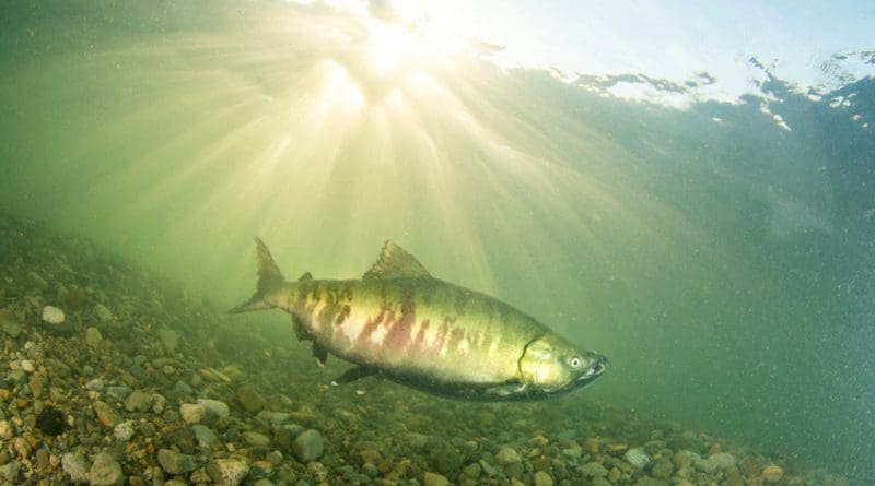 Up to 85 per cent of historical salmon habitat has been lost in the Lower Fraser River in British Columbia CREDIT: Photo by April Bencze / Raincoast Conservation Foundation