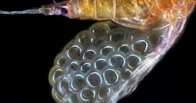 Egg sac of a copepod. Photo Credit: Frank Fox, Wikipedia Commons