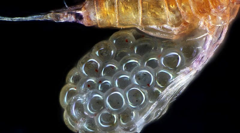 Egg sac of a copepod. Photo Credit: Frank Fox, Wikipedia Commons