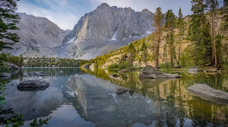 White pines dominate this high-elevation forest at Sequoia and Kings Canyon National Park. CREDIT: Joan Dudney, UC Davis