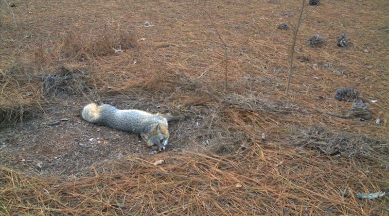Gray fox populations seem to be declining in the Southeast, according to University of Georgia research. CREDIT: Sarah Webster