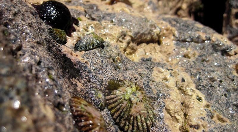 With their conspicuous conical shells, a group of five ʻopihi cling to rocks on the Hawaiian shoreline with a helmet urchin or haʻukeʻuke in the background. CREDIT: Kanoe Morishige