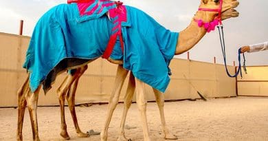Amal Misfer Al-Faran had three camels running in the ‘Al-Haqayeq’ category (for two-year-olds) as part of the festival’s preliminary stage — Al-Dana, The Pearl, and Jarrah. (Supplied)