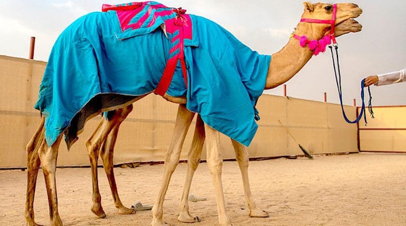 Amal Misfer Al-Faran had three camels running in the ‘Al-Haqayeq’ category (for two-year-olds) as part of the festival’s preliminary stage — Al-Dana, The Pearl, and Jarrah. (Supplied)