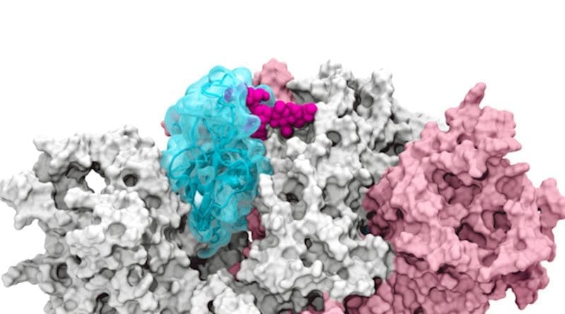 The glycan gate opens: Supercomputing-driven simulations depict the glycan N343 (magenta) acting as a molecular crowbar to pry open the SARS-CoV-2 spike’s receptor binding domain, or RBD (cyan), from a “down” to an "up" position. CREDIT: Terra Sztain, Surl-Hee Ahn, Lorenzo Casalino (Amaro Lab, UC San Diego)