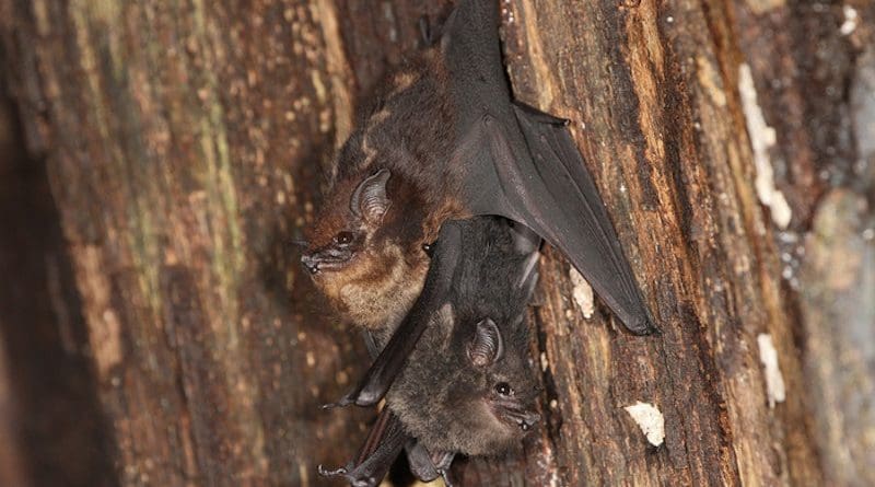 Mother-pup pair of the neotropical bat species Saccopteryx bilineata in the day-roost. The pup is attached to the mother's belly CREDIT: Michael Stifter