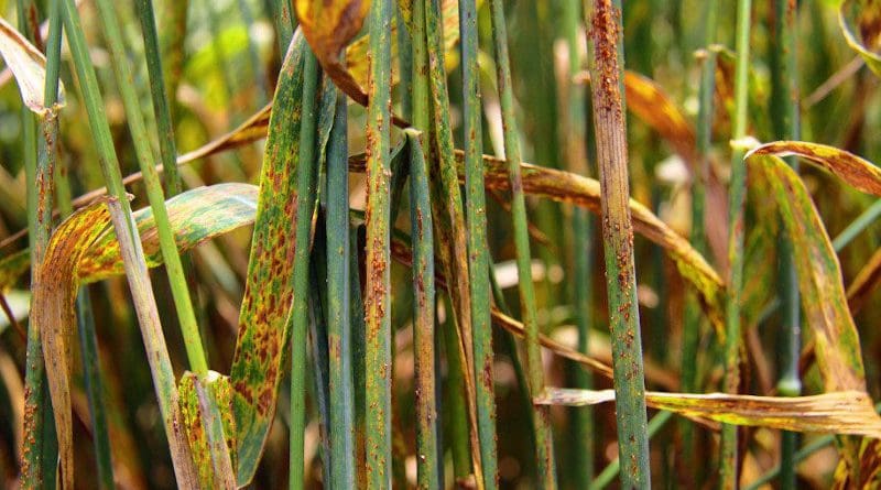 A plant with wheat stem rust disease. A new study reports that rising temperatures can reduce risk from crop disease but lower yield. Copyright: Liang Qu/IAEA, (CC BY-SA 2.0). This image has been cropped.