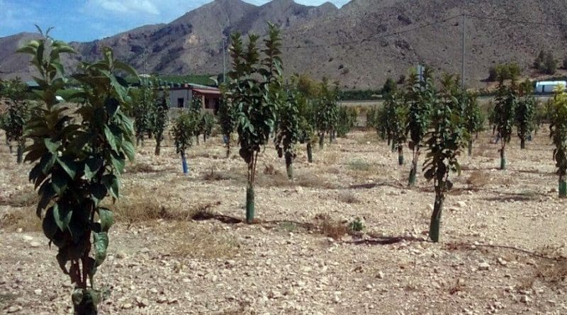 Persimmon trees