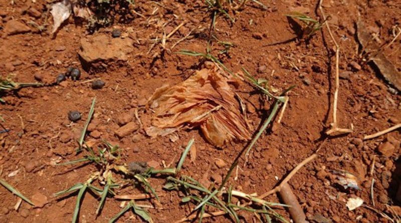 Plastic in soil. (Photo supplied)