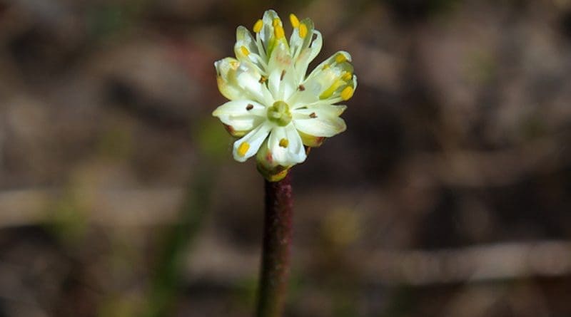 Flower of Triantha occidentalis in a bog at Cypress Provincial Park, British Columbia, Canada CREDIT: Danilo Lima