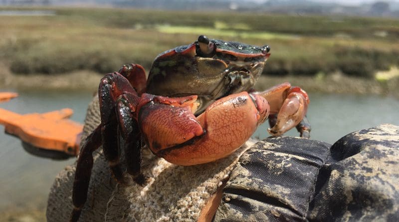 The striped shore crab (Pachygrapsus crassipes) is a small crab found all along the West Coast of North America, and it is extremely abundant in Elkhorn Slough. CREDIT: K. Beheshti