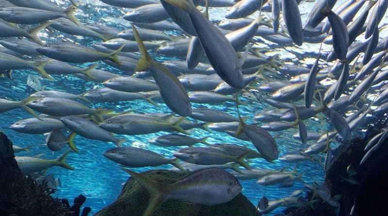 fish school underwater ocean sea