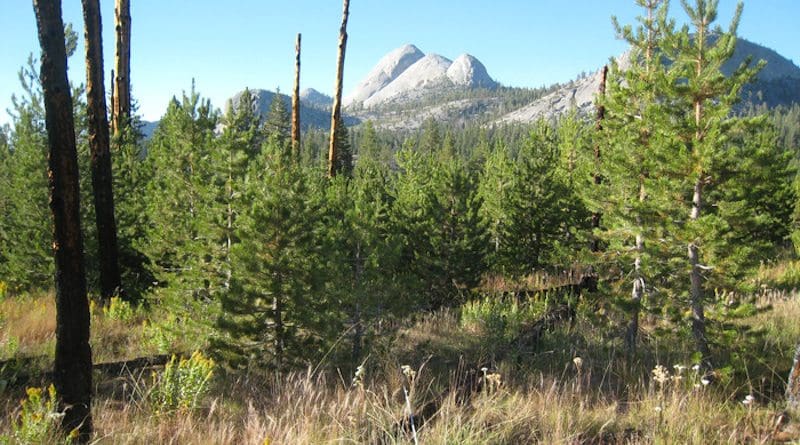 In Yosemite’s Illilouette Creek basin, a stand of young Sierra lodgepole pine grow in a forest clearing that was created by wildfire 20 years prior. Mt. Starr King appears in the background. CREDIT: UC Berkeley photo by Scott Stephens