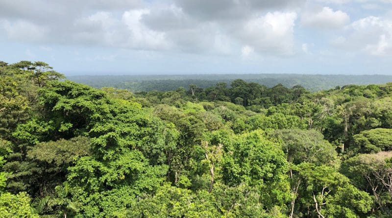 Panama's forest canopy (Colón, Panama). CREDIT: Camilo Alejo
