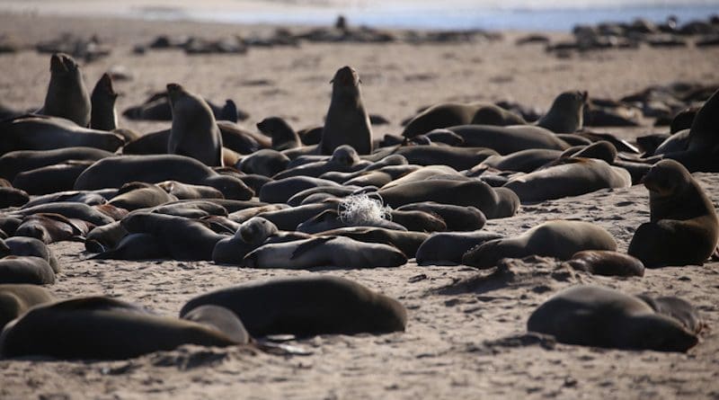 Fishing line and nets are having a major impact on Cape fur seals (Arctocephalus pusillus pusillus), the most common marine mammal observed around the coastline of South Africa and Namibia, where they are endemic. CREDIT: M Laubscher