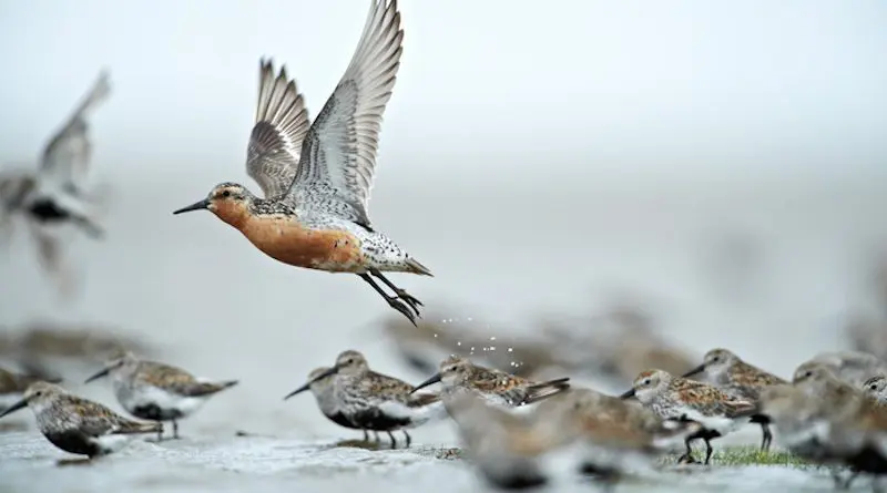 Red knot in the Wadden Sea National Park CREDIT: Photo: Lars Gejl/The Wadden Sea National Park