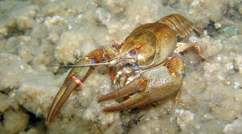 The European crayfish is facing extinction (Astacus Astacus). Photo: Anders Asp