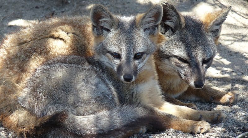 San Nicolas Island fox resting with pup. Pup numbers are highest following years of high rainfall. CREDIT: Francesca Ferrara / U.S. Navy