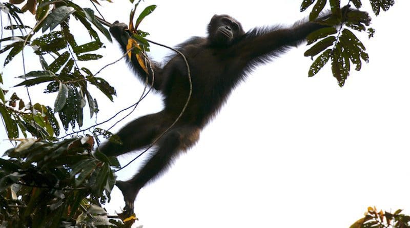 A new study examines where chimpanzees found refuge from climate instability during the past 120,000 years CREDIT: Emma Stokes/WCS