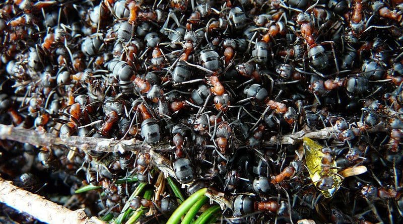 Ants Wood Ants Formica Red Wood Ant Formica Rufa