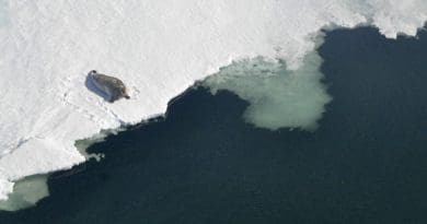 A bearded seal sits on the ice edge in Kotzebue Sound. CREDIT: Photo by Jessie Lindsay, NMFS MMPA Permit No. 19309.