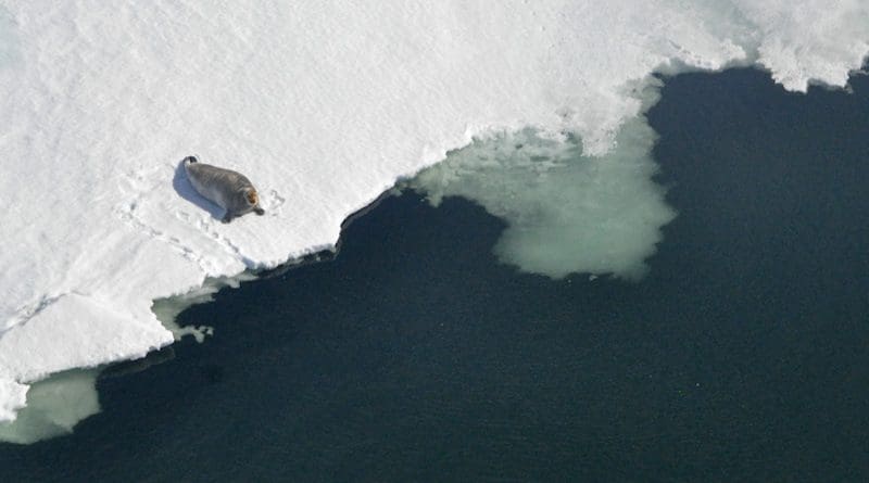 A bearded seal sits on the ice edge in Kotzebue Sound. CREDIT: Photo by Jessie Lindsay, NMFS MMPA Permit No. 19309.