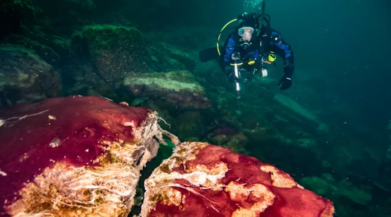 A scuba diver observes the purple, white and green microbes covering rocks in Lake Huron’s Middle Island Sinkhole. CREDIT: Phil Hartmeyer, NOAA Thunder Bay National Marine Sanctuary